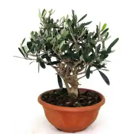 Olea Europaea mini bonsai | Profiteer nu