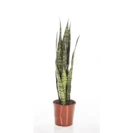 Sansevieria Coral Black - Klantfavoriet