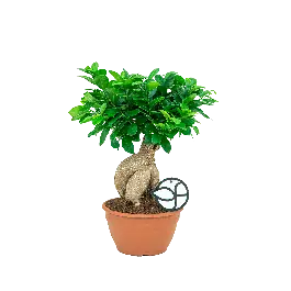 Koop vandaag - Ficus Compacta