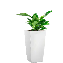 Philodendron Imperial Green in watergevende Cubico wit - Opruiming