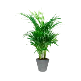 Nieuw product | Areca Lutescens in Artstone Claire grijs