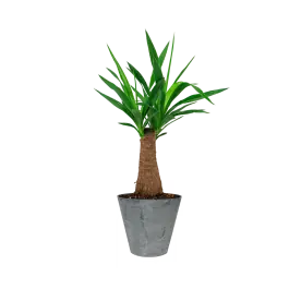 Yucca Elephantipes in Artstone Claire grijs - Nieuwe release