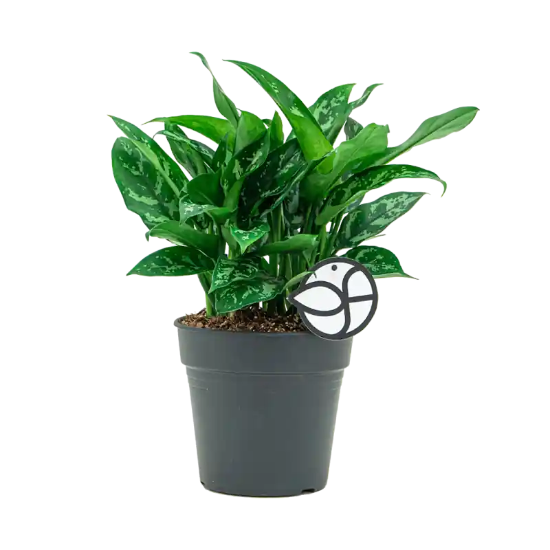 Direct bestellen | Aglaonema Maria