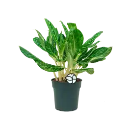 Aglaonema Key Lime | Scherpe prijs