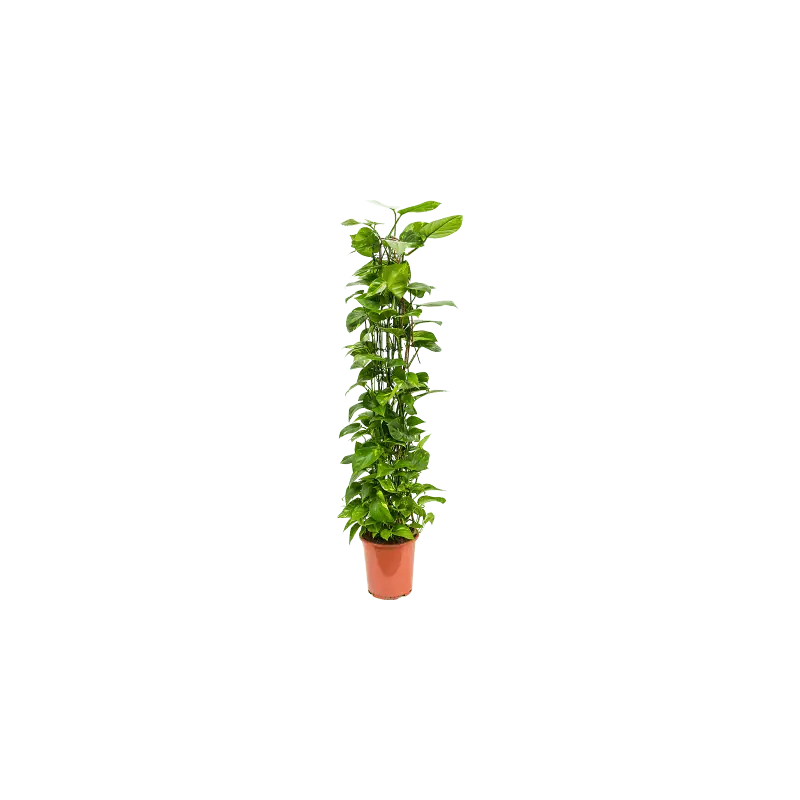 Scindapsus Aureum draadzuil - Bestel nu