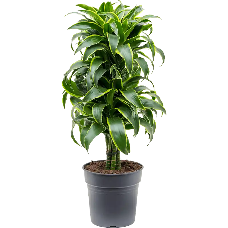 Topkwaliteit - Dracaena Dorado vertakt