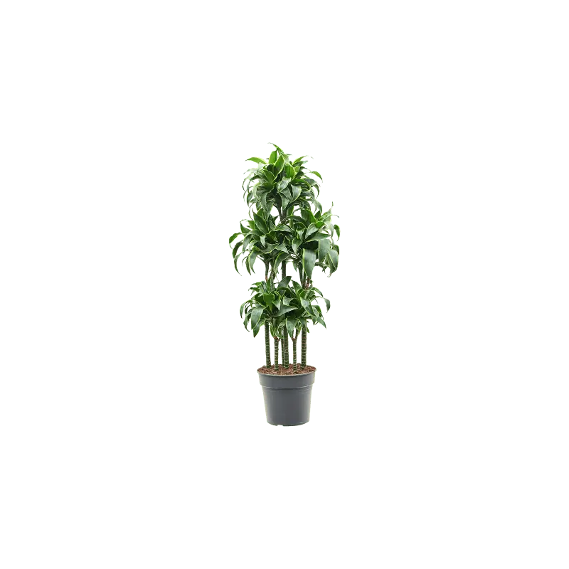 Dracaena Dorado Carrousel - Nu beschikbaar