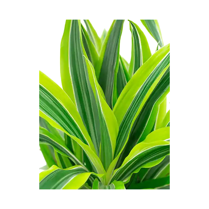 Dracaena Lemon Lime - Favoriet van klanten