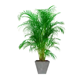 Veilig betalen | Areca Lutescens in Artstone Ella grijs