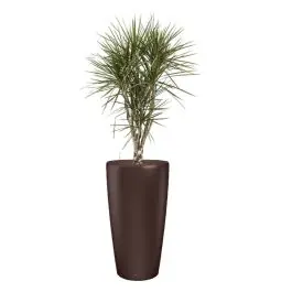 Actie | Dracaena Marginata vertakt in watergevende Rondo bruin