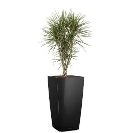 Veel gekozen | Dracaena Marginata vertakt in watergevende Cubico zwart
