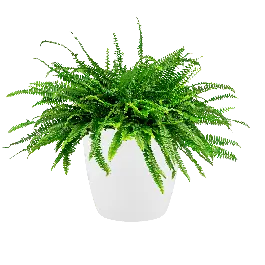 Nephrolepis in Brussels wit | Nieuw in de shop