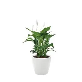 Spathiphyllum in watergevende Classico wit - Bestseller