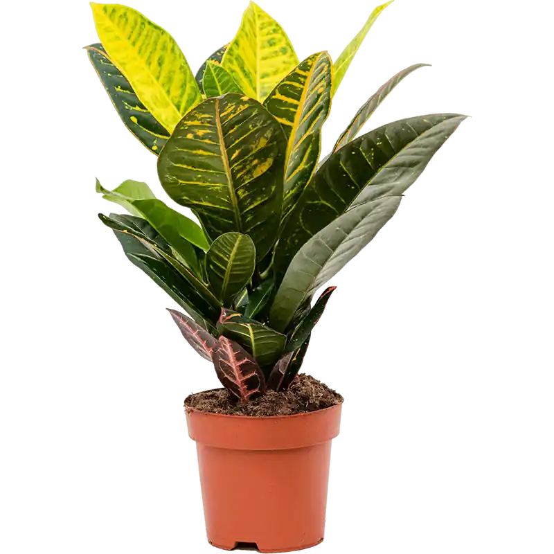 Croton Petra | Fabrieksprijs
