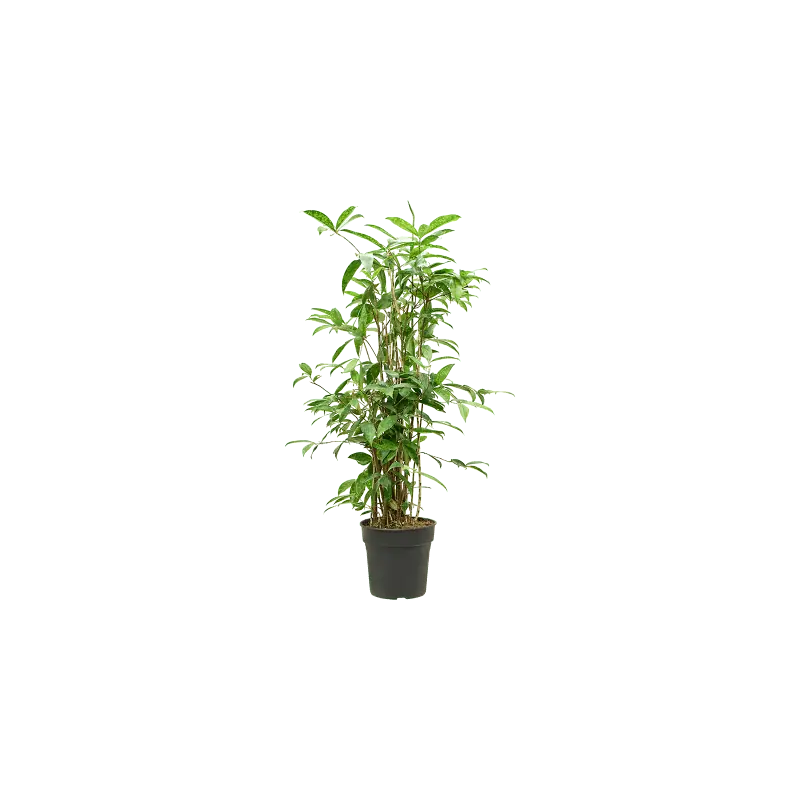 Bespaar meer | Dracaena surculosa vertakt