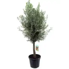Shop nu - Olea Europaea Wild Crown