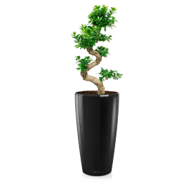 Ficus Bonsai in watergevende Rondo zwart - Favoriet van klanten