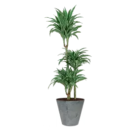 Topdeal - Dracaena Warneckei in Artstone Claire grijs