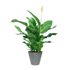 Snelle verzending - Spathiphyllum in Artstone Claire grijs