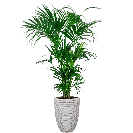 Lage prijs - Kentia Howea in Nature Row Vase Elegant wit