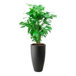 Caryota Mitis in Pure Soft hoog antraciet | Hoog gewaardeerd