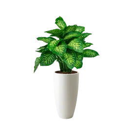 Dieffenbachia Reeva in Pure Soft hoog wit - Online kopen