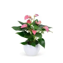 Anthurium roze in Vera pot - Zeer goed beoordeeld