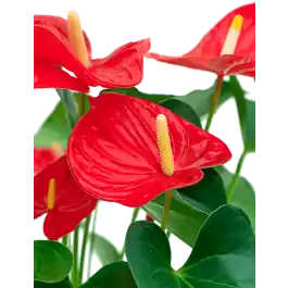 Net gelanceerd - Anthurium rood in vaas