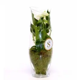 Anthurium wit in vaas Majestic - Gratis retourneren