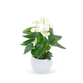 Online bestellen | Anthurium wit in Vera pot