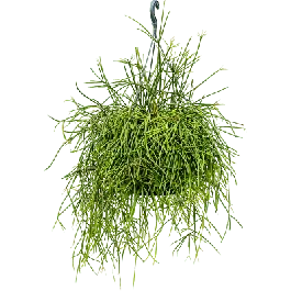 Rhipsalis Mauretiana | Nieuw binnengekomen