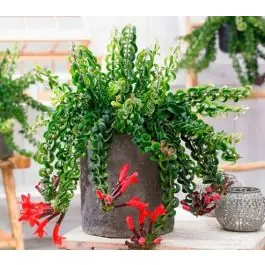 Aeschynanthus Lobbianus Twister | Superprijs