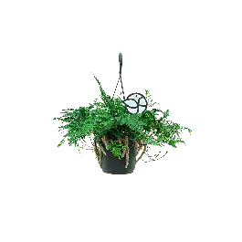 Nieuw in de shop - Humata teyermanii