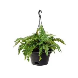 Polystichum Polyblephanum - Veel gekozen