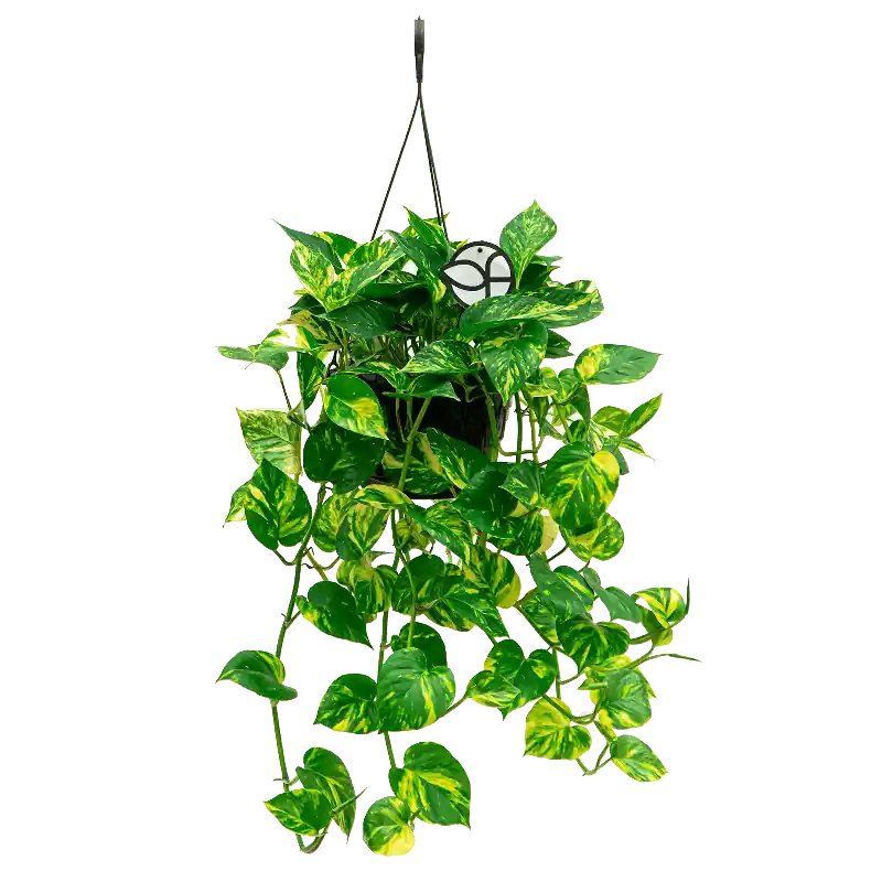 Scindapsus Aureum - Nieuw in het assortiment