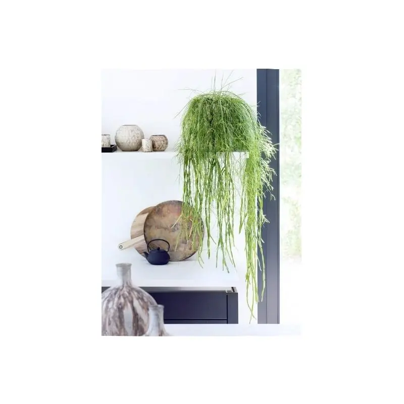 Rhipsalis Paradoxa | Eenvoudig retourneren