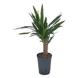 Snelle verzending | Yucca Elephantipes op stam