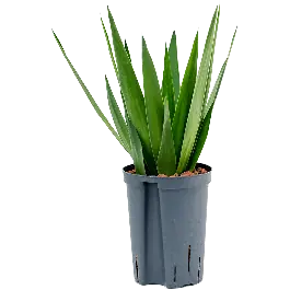 Rechtstreeks van de fabrikant - Yucca Elephantipes