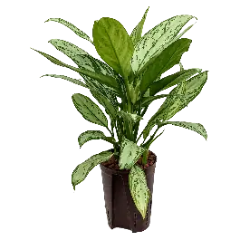 Veel voordeel | Aglaonema Silver King