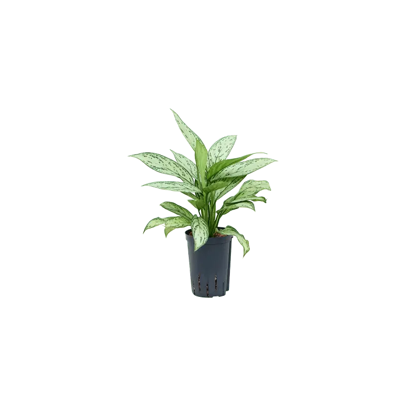 Sale - Aglaonema Silver Queen