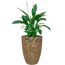 Goed beoordeeld - Spathiphyllum in Bohemian Straw Ben