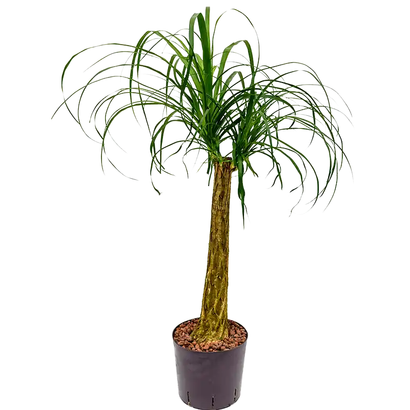 Premium - Beaucarnea recurvata