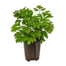 Cissus Ellen Danica | Nog maar enkele beschikbaar