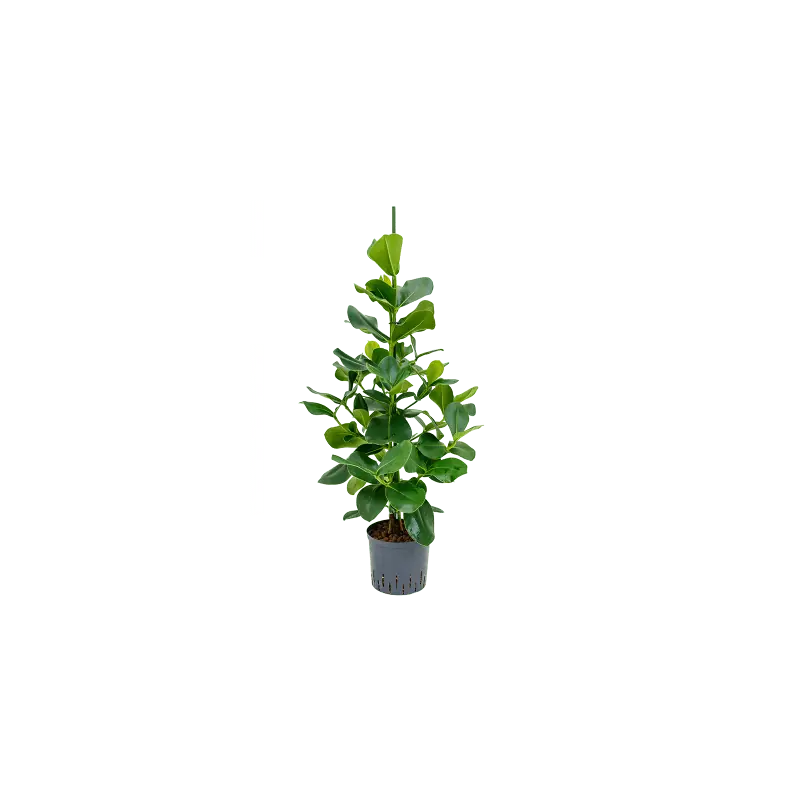 Actieprijs - Clusia rosea