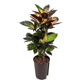 Topprijs | Croton Variegatum Iceton