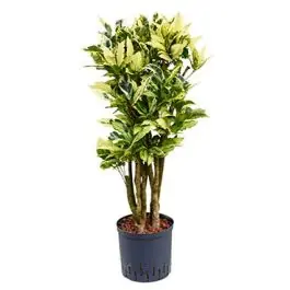 Hoog gewaardeerd - Croton Tamara