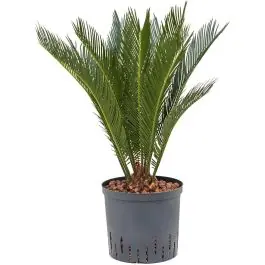 Opruiming - Cycas revoluta