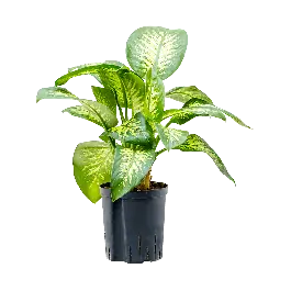 Dieffenbachia Tropic Snow - Net toegevoegd