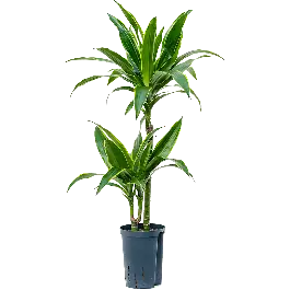 Dracaena Arturo 2-stam - Extra voordeel