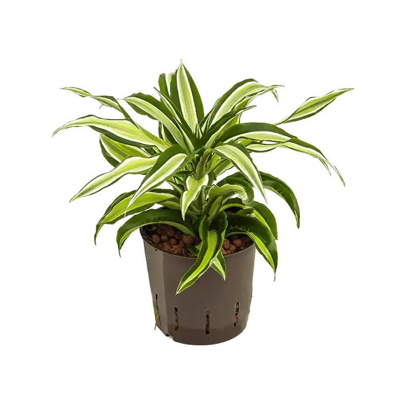 Dracaena Malaika | Actieprijs